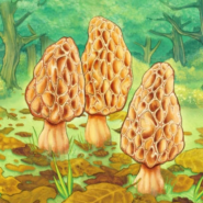 Morels